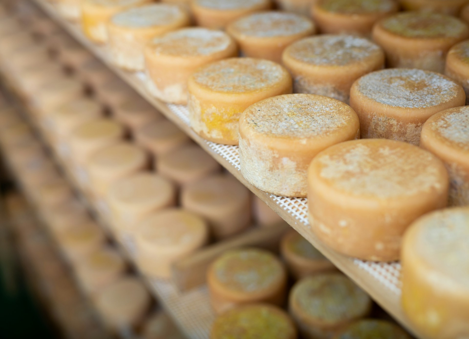 Rows of ageing cheese wheels on wooden shelves in a maturation facility